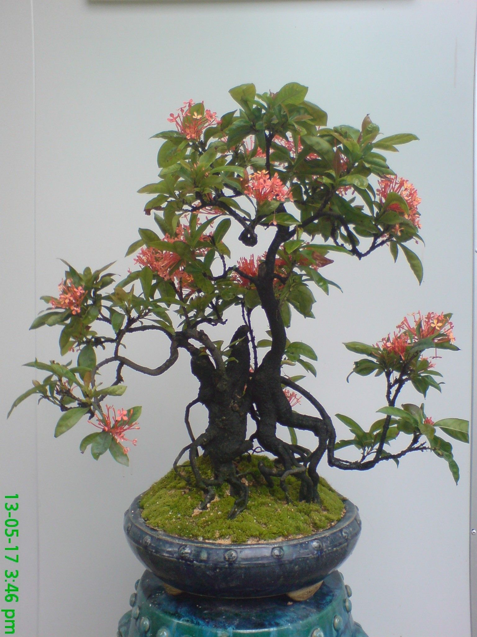 ��ľ����