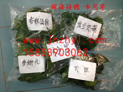 �軨�޽ӽ���