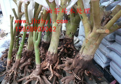 �Ͳ���ľ����